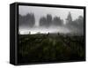 Morning Fog Rises from a Vineyard North of Sonoma, Calif.-null-Framed Stretched Canvas