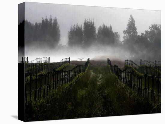 Morning Fog Rises from a Vineyard North of Sonoma, Calif.-null-Stretched Canvas