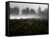 Morning Fog Rises from a Vineyard North of Sonoma, Calif.-null-Framed Stretched Canvas