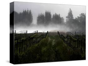 Morning Fog Rises from a Vineyard North of Sonoma, Calif.-null-Stretched Canvas