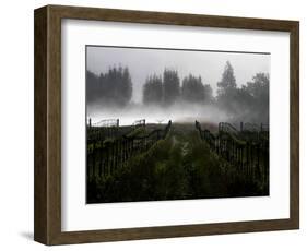 Morning Fog Rises from a Vineyard North of Sonoma, Calif.-null-Framed Photographic Print