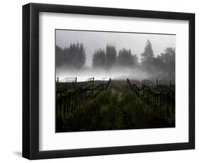 Morning Fog Rises from a Vineyard North of Sonoma, Calif.-null-Framed Photographic Print