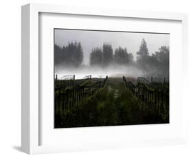 Morning Fog Rises from a Vineyard North of Sonoma, Calif.-null-Framed Photographic Print
