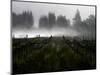 Morning Fog Rises from a Vineyard North of Sonoma, Calif.-null-Mounted Photographic Print