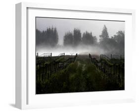 Morning Fog Rises from a Vineyard North of Sonoma, Calif.-null-Framed Photographic Print