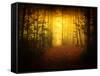 Morning Forest-Philippe Manguin-Framed Stretched Canvas