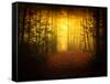 Morning Forest-Philippe Manguin-Framed Stretched Canvas