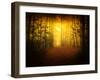 Morning Forest-Philippe Manguin-Framed Photographic Print