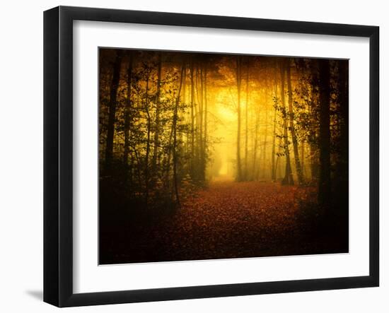 Morning Forest-Philippe Manguin-Framed Photographic Print