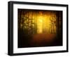 Morning Forest-Philippe Manguin-Framed Photographic Print