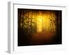 Morning Forest-Philippe Manguin-Framed Photographic Print