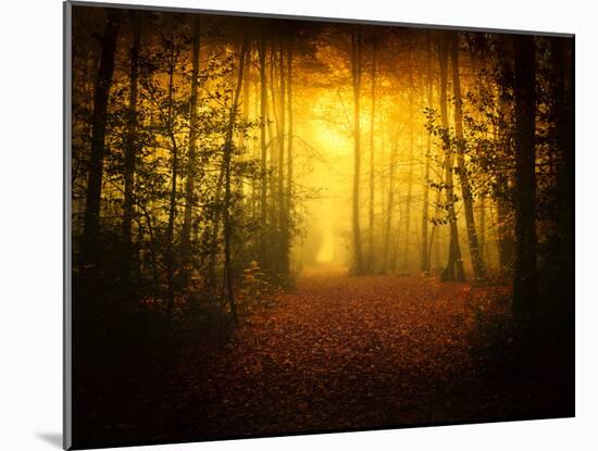 Morning Forest-Philippe Manguin-Mounted Photographic Print