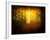 Morning Forest-Philippe Manguin-Framed Photographic Print