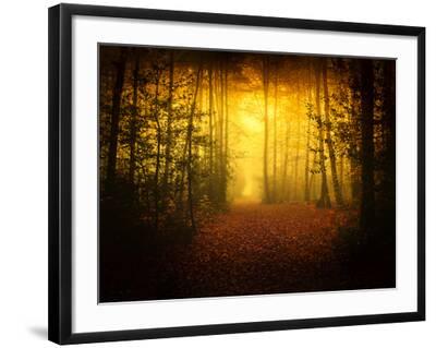 'Morning Forest' Photographic Print - Philippe Manguin | AllPosters.com