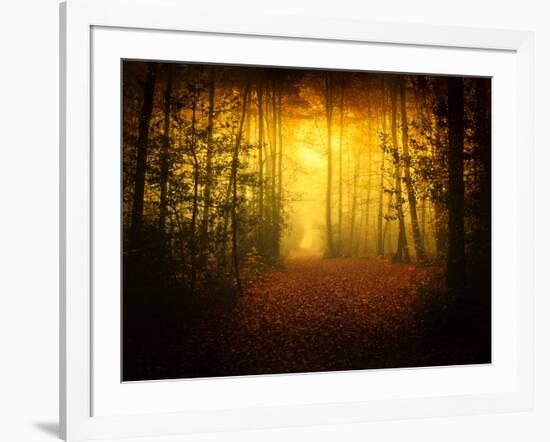 Morning Forest-Philippe Manguin-Framed Photographic Print