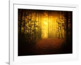 Morning Forest-Philippe Manguin-Framed Photographic Print