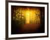 Morning Forest-Philippe Manguin-Framed Photographic Print