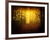 Morning Forest-Philippe Manguin-Framed Photographic Print