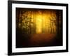 Morning Forest-Philippe Manguin-Framed Photographic Print