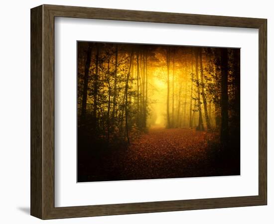 Morning Forest-Philippe Manguin-Framed Photographic Print