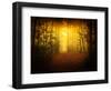 Morning Forest-Philippe Manguin-Framed Photographic Print