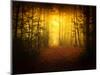 Morning Forest-Philippe Manguin-Mounted Photographic Print