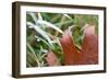 Morning Frost I-Erin Berzel-Framed Photographic Print