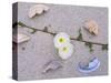 Morning Glory Among Seashells-James Randklev-Stretched Canvas