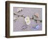 Morning Glory Among Seashells-James Randklev-Framed Photographic Print