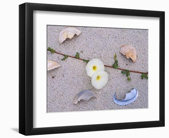 Morning Glory Among Seashells-James Randklev-Framed Photographic Print