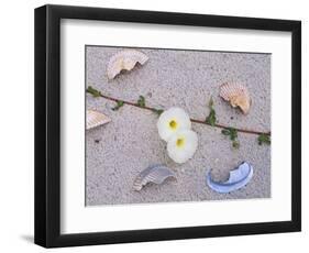 Morning Glory Among Seashells-James Randklev-Framed Photographic Print