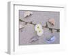 Morning Glory Among Seashells-James Randklev-Framed Photographic Print