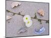 Morning Glory Among Seashells-James Randklev-Mounted Photographic Print