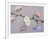 Morning Glory Among Seashells-James Randklev-Framed Photographic Print