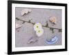 Morning Glory Among Seashells-James Randklev-Framed Photographic Print