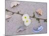 Morning Glory Among Seashells-James Randklev-Mounted Photographic Print