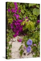 Morning Glory and Bougainvillea Flowers, Princess Cays, Eleuthera, Bahamas-Lisa S^ Engelbrecht-Stretched Canvas