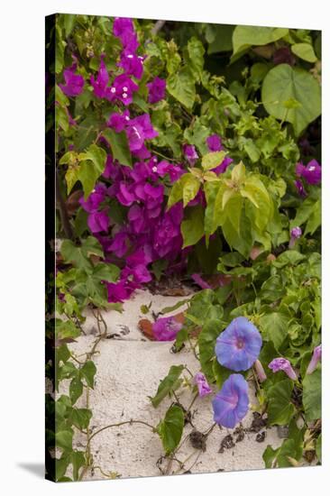 Morning Glory and Bougainvillea Flowers, Princess Cays, Eleuthera, Bahamas-Lisa S^ Engelbrecht-Stretched Canvas