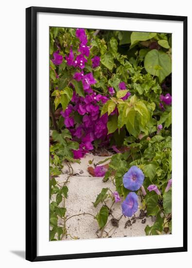 Morning Glory and Bougainvillea Flowers, Princess Cays, Eleuthera, Bahamas-Lisa S^ Engelbrecht-Framed Photographic Print