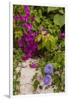 Morning Glory and Bougainvillea Flowers, Princess Cays, Eleuthera, Bahamas-Lisa S^ Engelbrecht-Framed Photographic Print