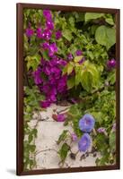 Morning Glory and Bougainvillea Flowers, Princess Cays, Eleuthera, Bahamas-Lisa S^ Engelbrecht-Framed Photographic Print