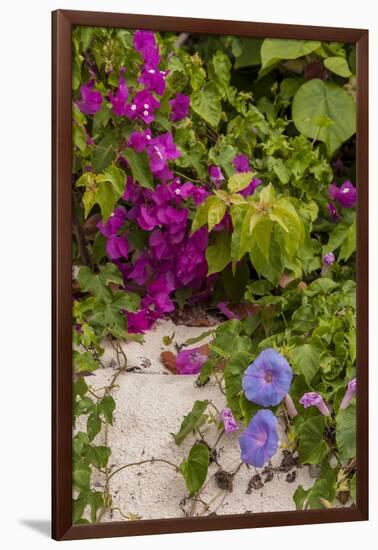 Morning Glory and Bougainvillea Flowers, Princess Cays, Eleuthera, Bahamas-Lisa S^ Engelbrecht-Framed Photographic Print