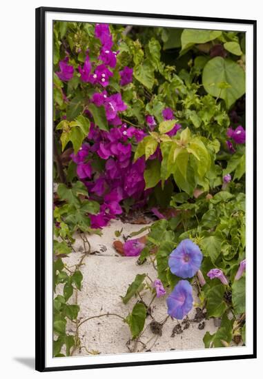 Morning Glory and Bougainvillea Flowers, Princess Cays, Eleuthera, Bahamas-Lisa S^ Engelbrecht-Framed Premium Photographic Print