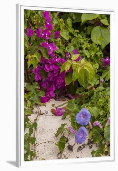 Morning Glory and Bougainvillea Flowers, Princess Cays, Eleuthera, Bahamas-Lisa S^ Engelbrecht-Framed Premium Photographic Print