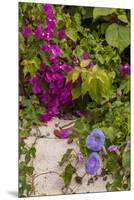 Morning Glory and Bougainvillea Flowers, Princess Cays, Eleuthera, Bahamas-Lisa S^ Engelbrecht-Mounted Premium Photographic Print