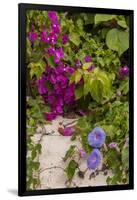Morning Glory and Bougainvillea Flowers, Princess Cays, Eleuthera, Bahamas-Lisa S^ Engelbrecht-Framed Premium Photographic Print