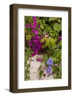 Morning Glory and Bougainvillea Flowers, Princess Cays, Eleuthera, Bahamas-Lisa S^ Engelbrecht-Framed Photographic Print