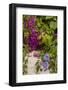 Morning Glory and Bougainvillea Flowers, Princess Cays, Eleuthera, Bahamas-Lisa S^ Engelbrecht-Framed Photographic Print