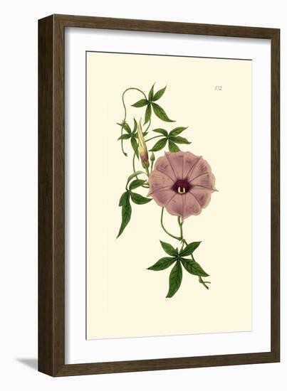 Morning Glory I-Van Houtt-Framed Art Print