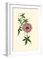 Morning Glory I-Van Houtt-Framed Art Print